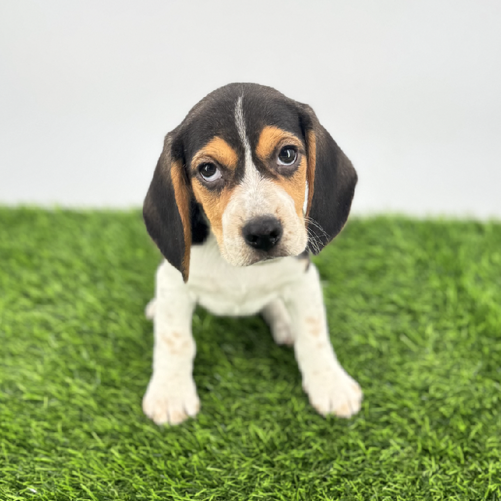 carousel pet images