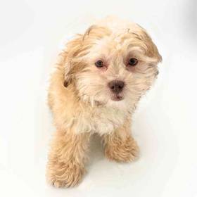 Shizapoo
