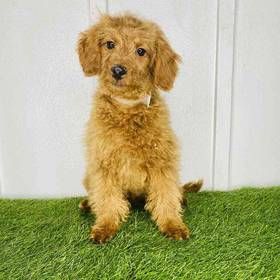 2nd Gen Mini Goldendoodle