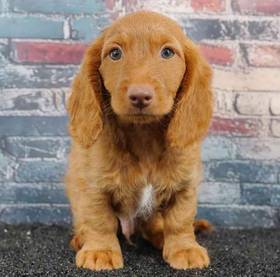 Dachshund