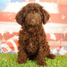 Cavapoo