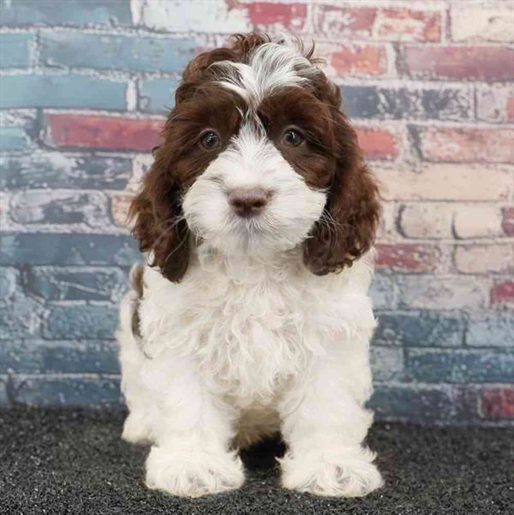 carousel pet images