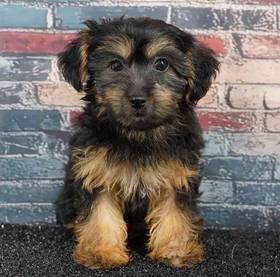 Yorkie-Poo