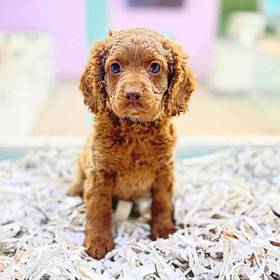 Cockapoo