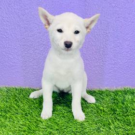 Shiba Inu