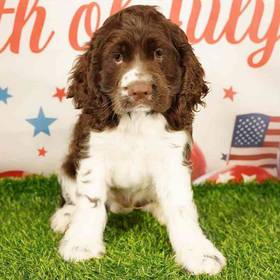 Cocker Spaniel