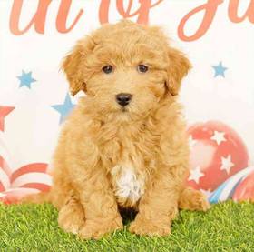 Bichapoo
