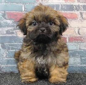 Teddy Bear