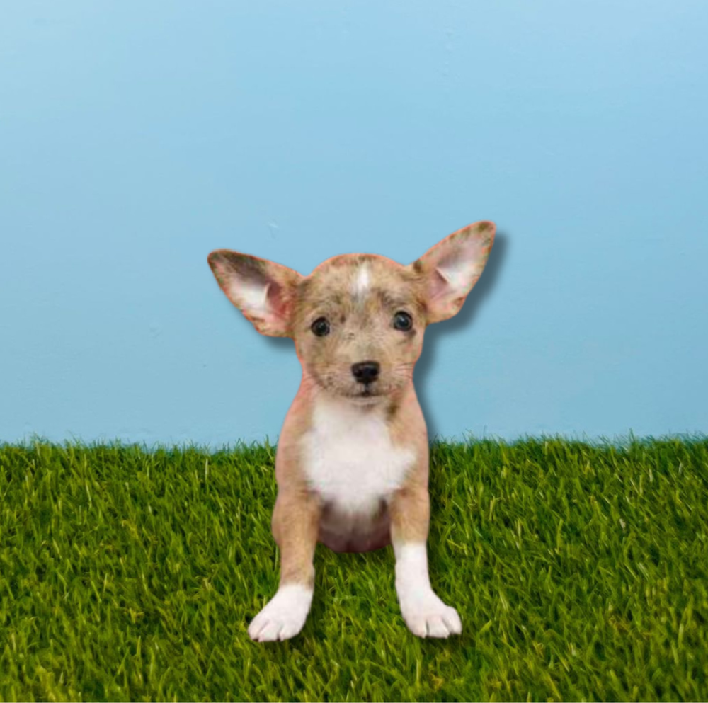 carousel pet images