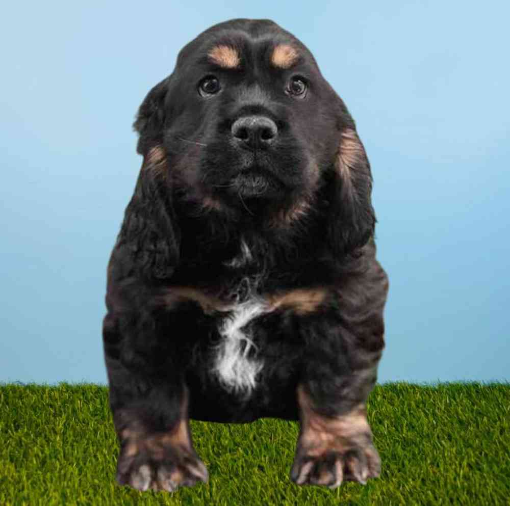 carousel pet images