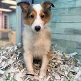 Sheltie