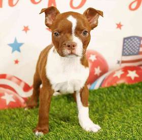 Boston Terrier
