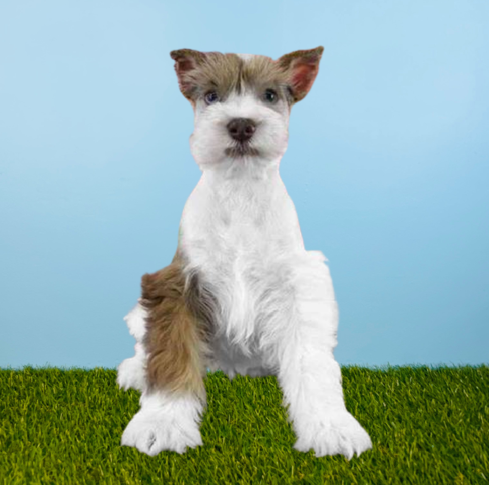 carousel pet images