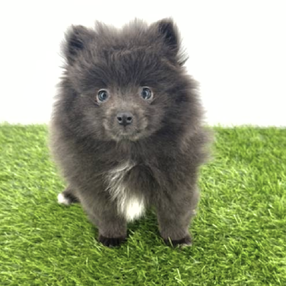 carousel pet images
