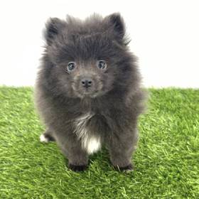 Pomeranian