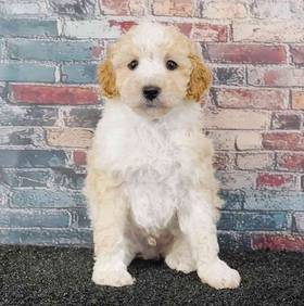 Poodle
