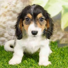 Dachshund