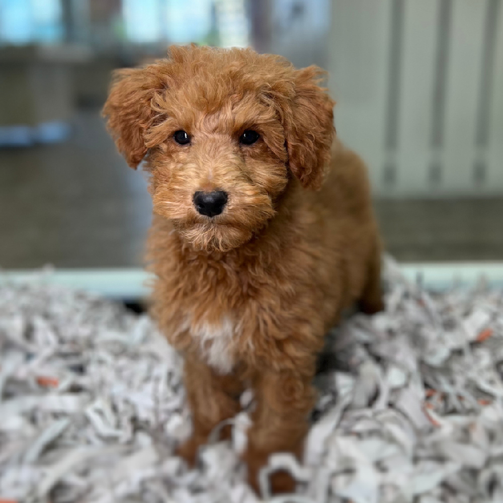 carousel pet images