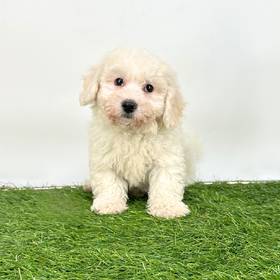 Bichon