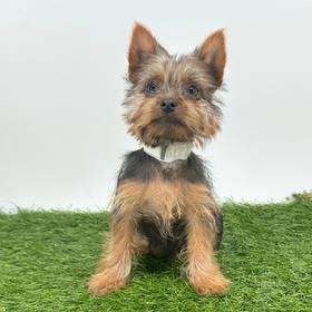 Yorkie