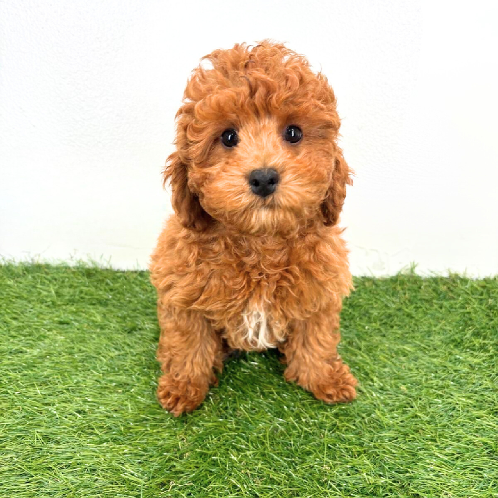 carousel pet images