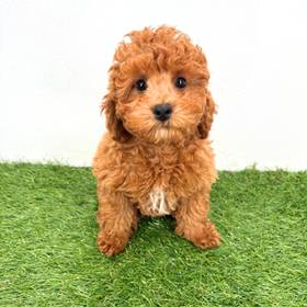 Poodle