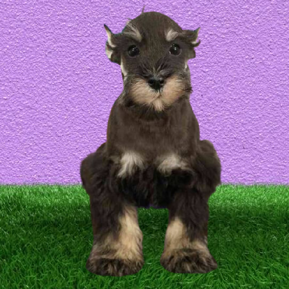 carousel pet images