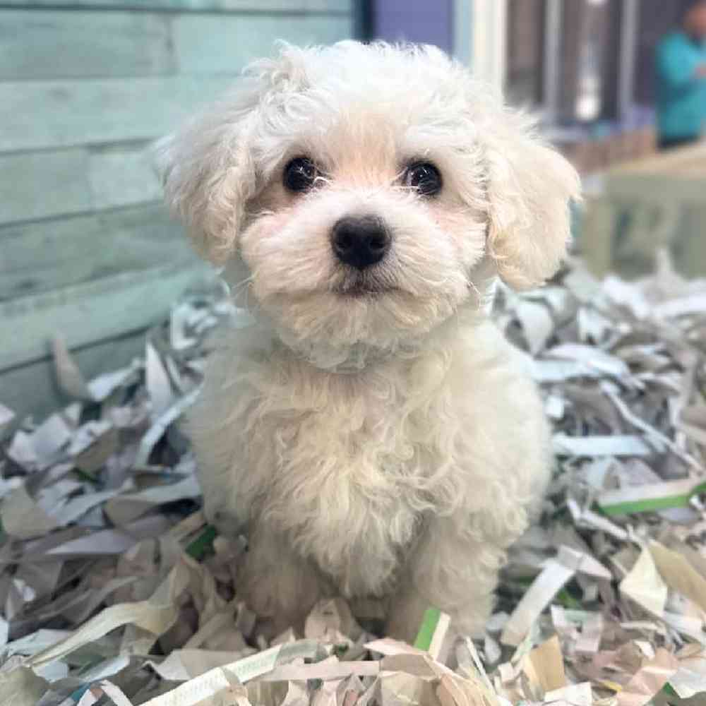 carousel pet images