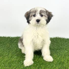 Coton De Tulear