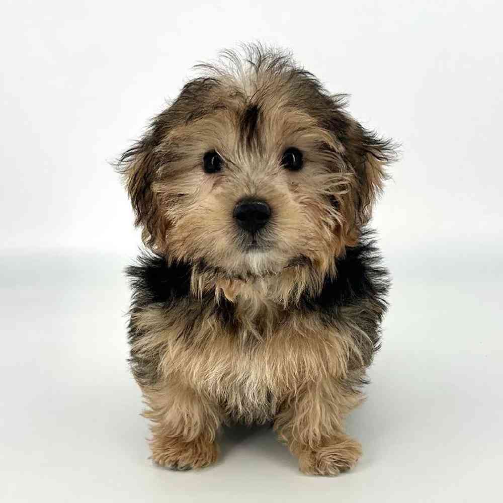 Male Yorkie-Poo Puppy for Sale in Tolleson, AZ