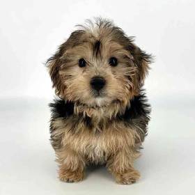 Yorkie-Poo