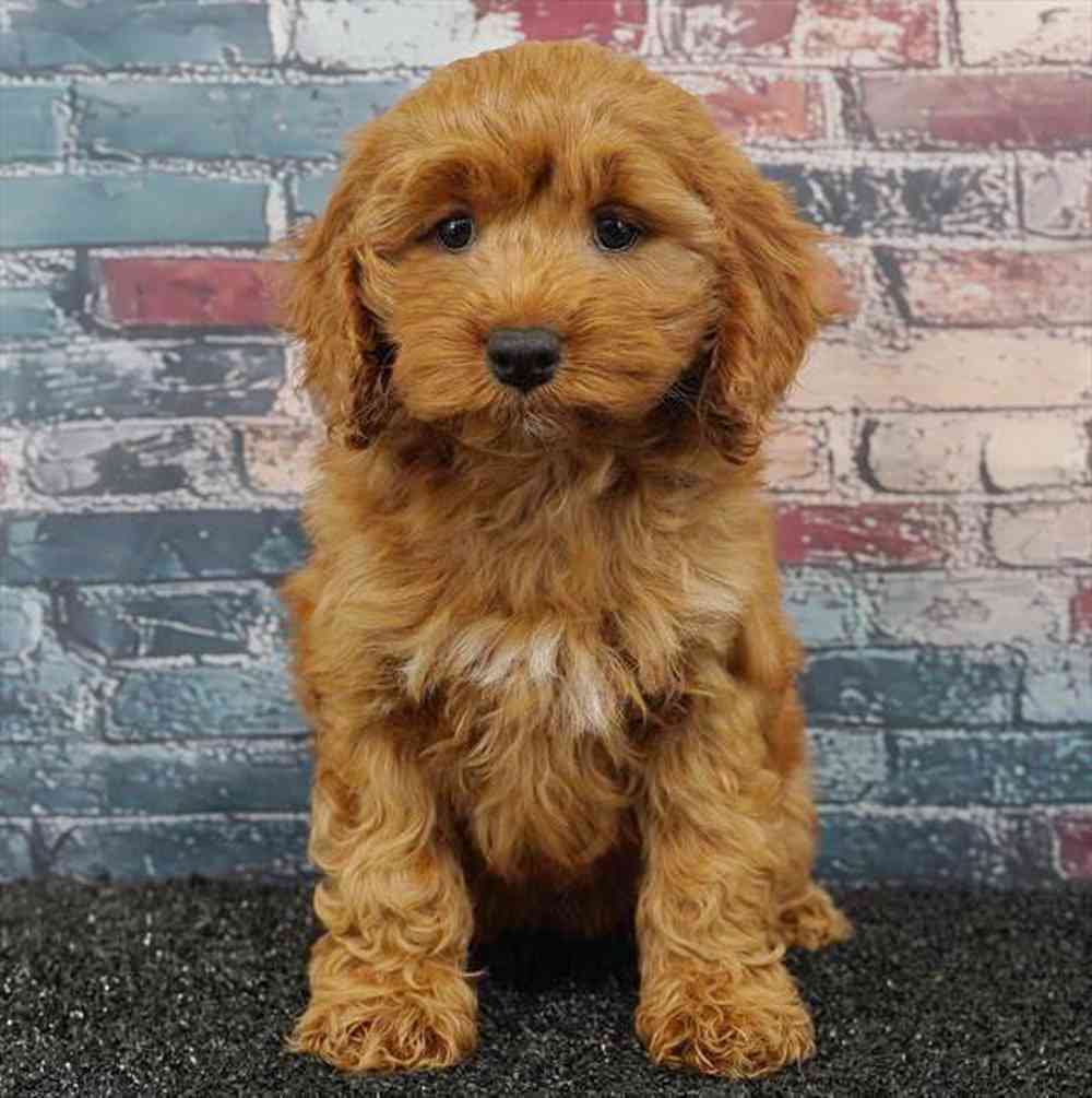carousel pet images