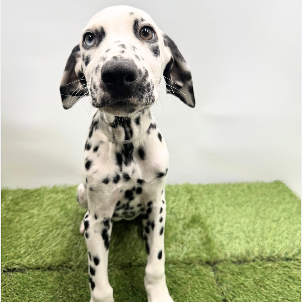 Image of a pet breed in the gallery