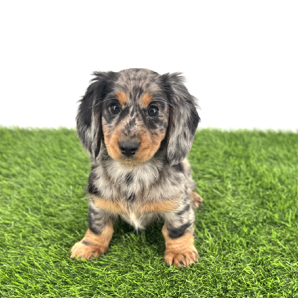 carousel pet images