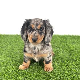 Dachshund