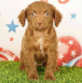 Cockapoo