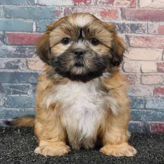 Shih Tzu