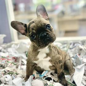 French Bulldog