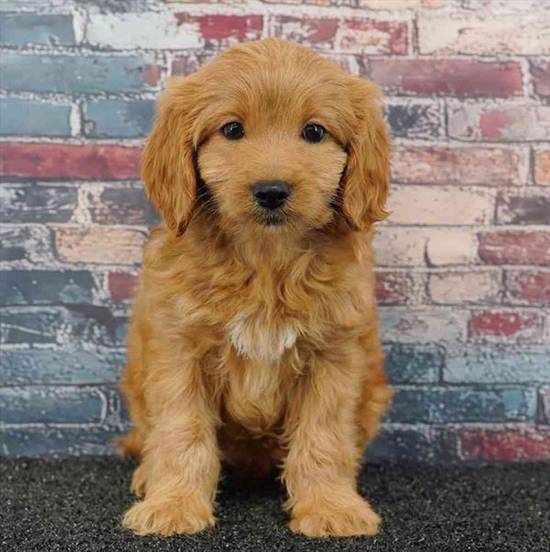 Cavapoo