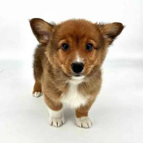 Pembroke Welsh Corgi