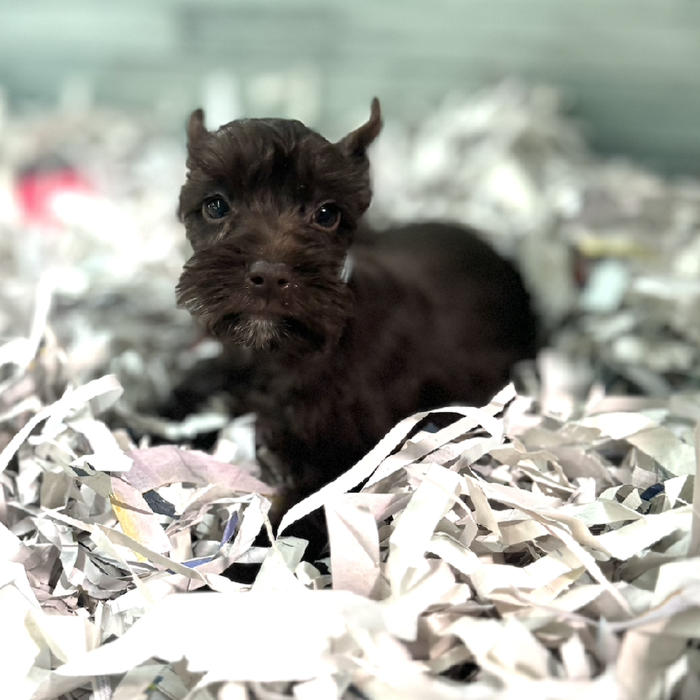 carousel pet images