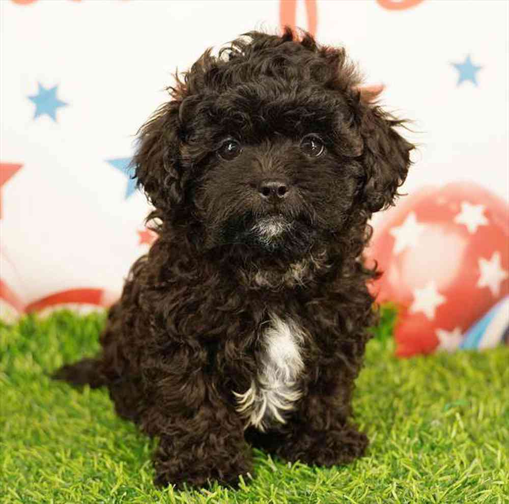 Image of a pet breed in the gallery