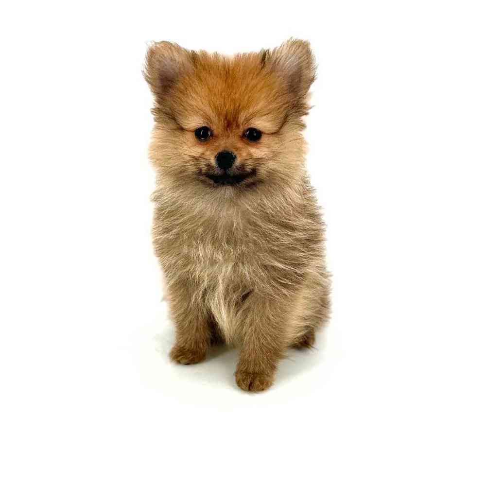 Female Pomeranian Puppy for Sale in Puyallup, WA