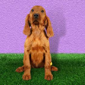 Irish Setter