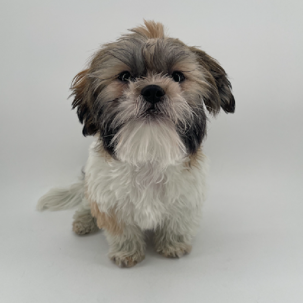 carousel pet images