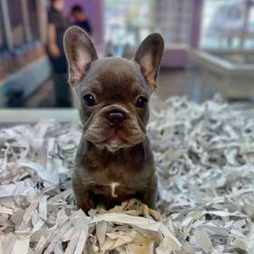 French Bulldog