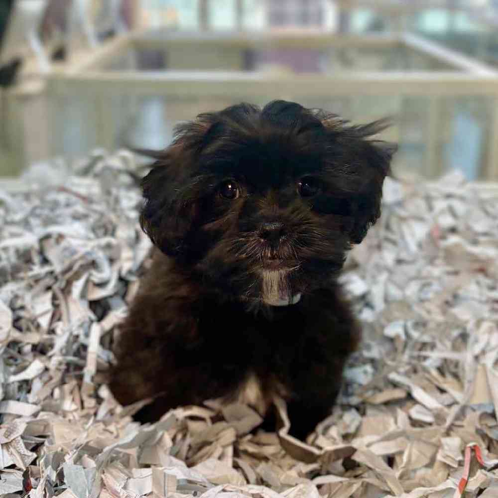 carousel pet images