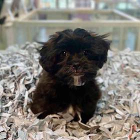 Shizapoo