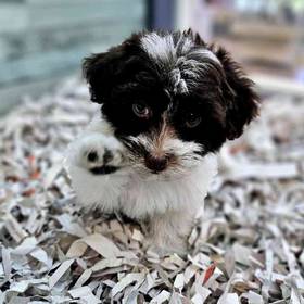 Havanese