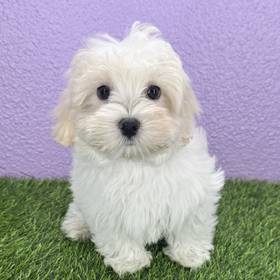 Maltipoo